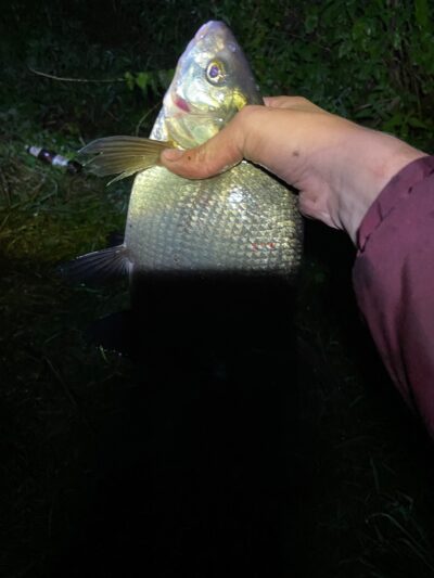 Karšis, 0,9 kg — Šventoji