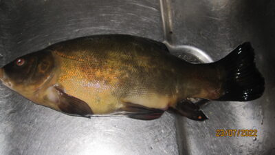 Lynas, 0,6 kg