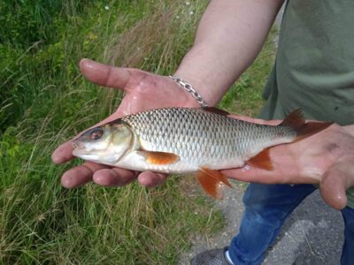 Paprastoji raudė, 0,5 kg — Žibartonių I-asis
