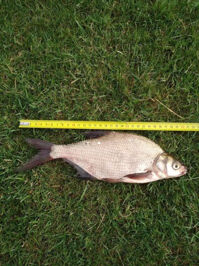 Karšis, 0,2 kg — Kretingos parko I-asis