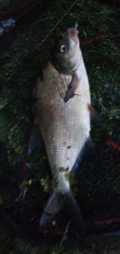 Karšis, 1,1 kg