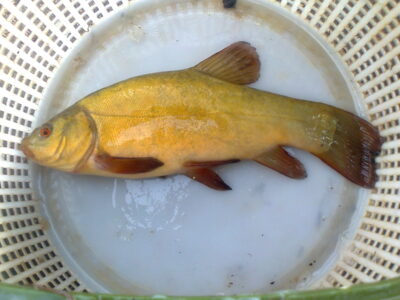 Lynas