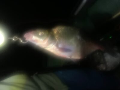 Karšis, 0,7 kg — Nevėža