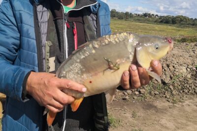 Paprastasis karpis, 2,5 kg