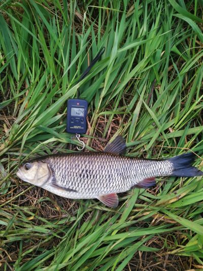šapalas, 1,0 kg — Lėvuo
