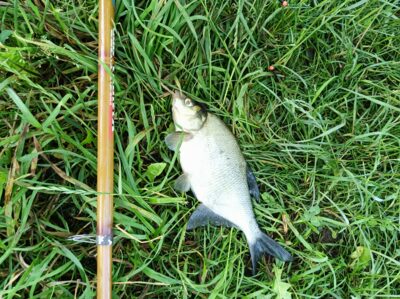 Karšis, 0,5 kg — Žibartonių I-asis