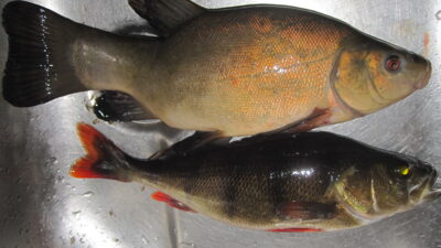 Lynas, 0,5 kg