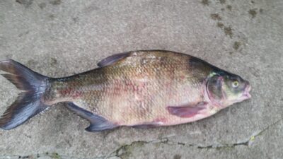 Karšis, 2,0 kg