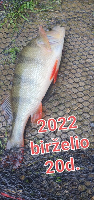 Dryžuotasis ešerys, 0,5 kg — Venta