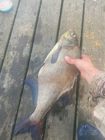 Karšis, 1,6 kg — Dviragis