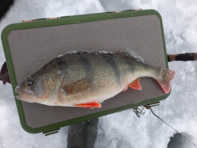 Ešerys, 1,0 kg