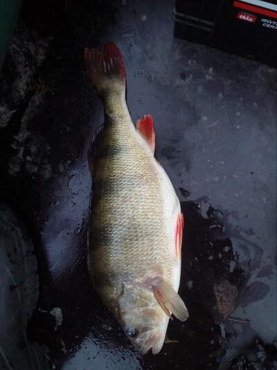 Ešerys, 0,9 kg
