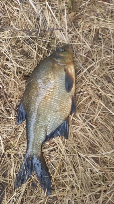 Karšis, 1,6 kg — Gauštvinis