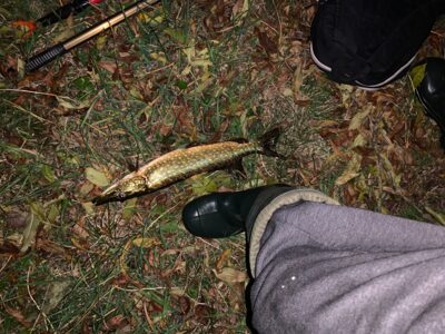 Lydeka, 0,9 kg — Nevėža