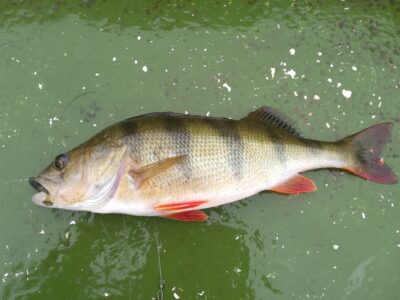 Ešerys, 0,5 kg — Zalvė
