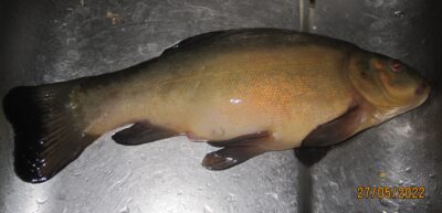 Lynas, 0,7 kg