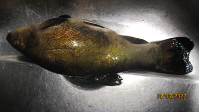 Lynas, 0,5 kg