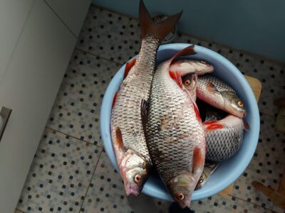 Paprastoji kuoja, 0,5 kg