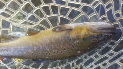 Margasis upėtakis, 0,8 kg