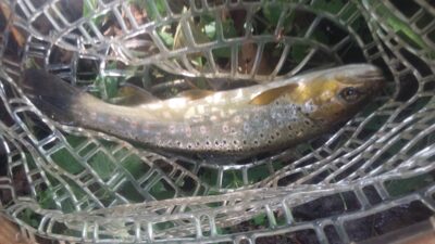 Margasis upėtakis, 0,3 kg