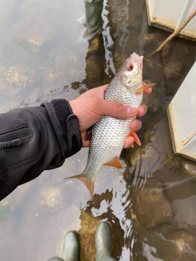 šapalas ×6