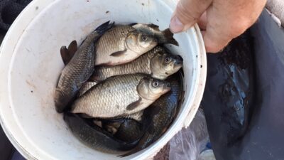 Sidabrinis karosas ×36