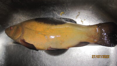 Lynas, 0,6 kg