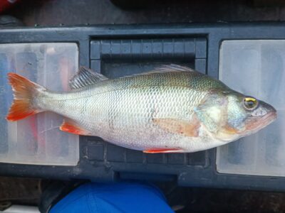 Ešerys, 0,6 kg — Kuršių