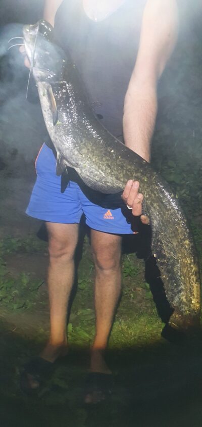 šamas, 7,7 kg