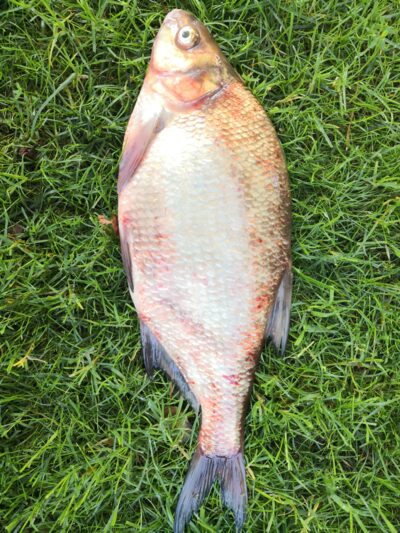 Karšis, 1,6 kg — Kuršių