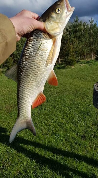 šapalas, 1,6 kg