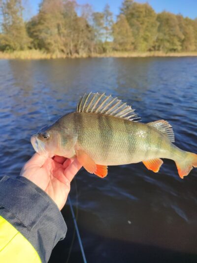 Ešerys, 0,6 kg