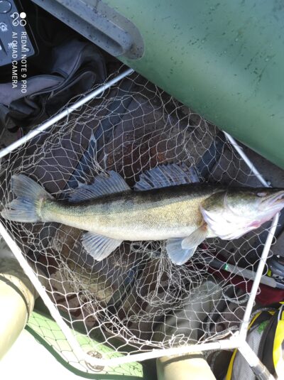 Starkis, 4,3 kg — Kauno marių