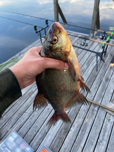 Karšis, 0,7 kg — Kumpuolis