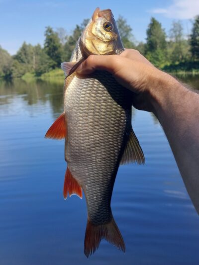 Mekne, 0,7 kg — Šventoji