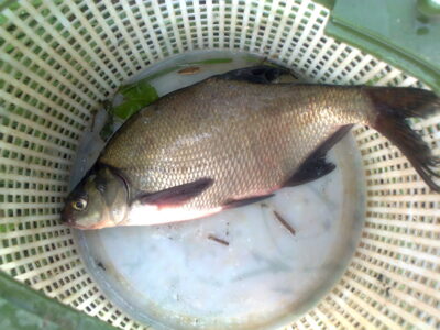 Karšis, 0,5 kg — Pakumulšių I-asis