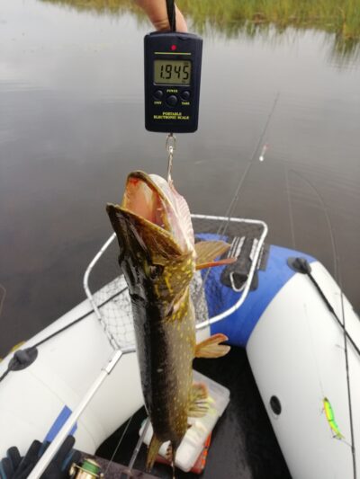 Lydeka, 1,9 kg — Švainikų