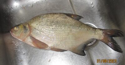Karšis, 0,6 kg — Pakumulšių I-asis