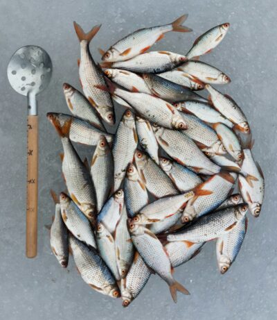 Paprastoji kuoja ×43