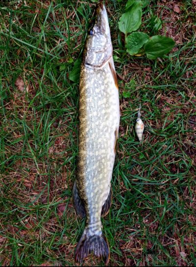 Lydeka, 2,1 kg