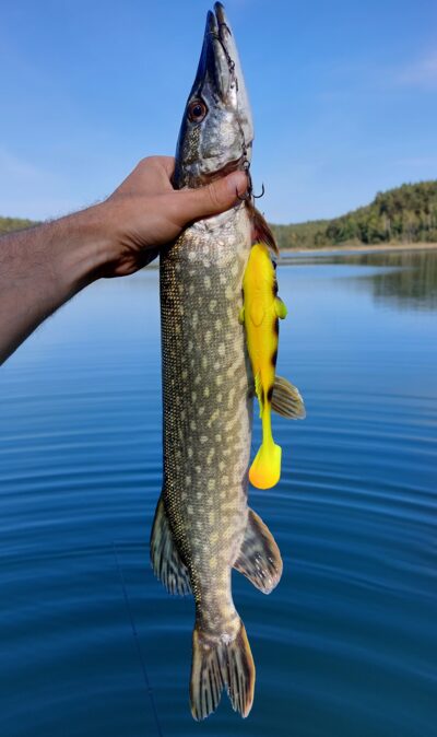 Lydeka, 1,3 kg