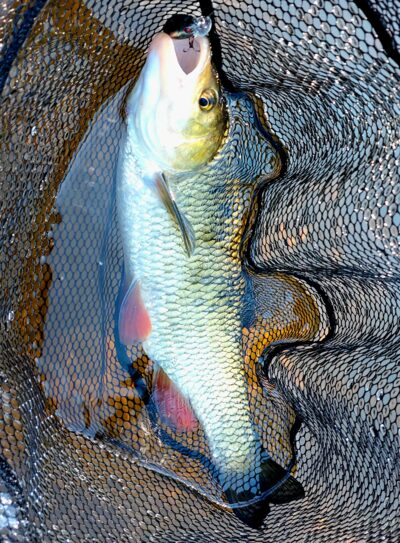 šapalas, 1,2 kg — Šventoji