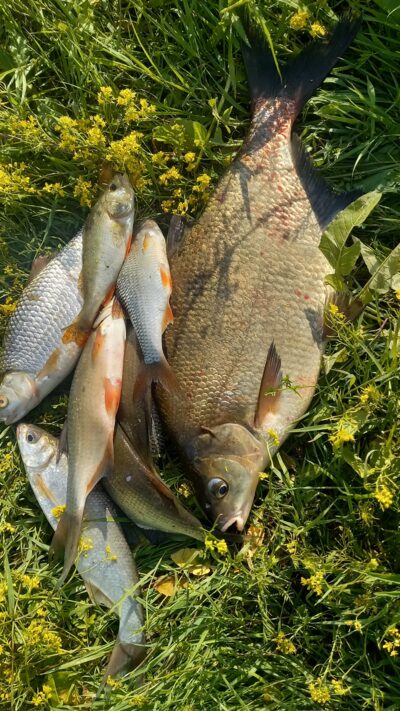 Karšis, 1,5 kg — Nemunas