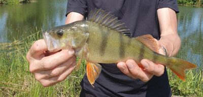 Ešerys, 0,5 kg