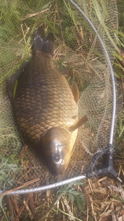 Sidabrinis karosas, 1,4 kg — Užvenčio