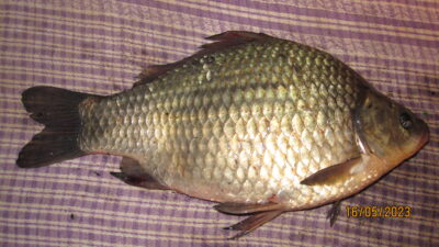 Sidabrinis karosas, 0,6 kg
