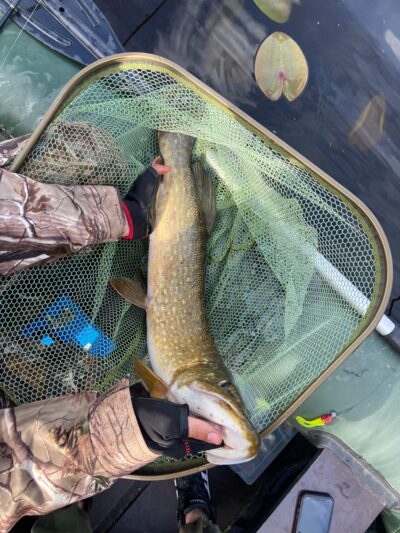 Lydeka, 4,5 kg — Mūšėjus