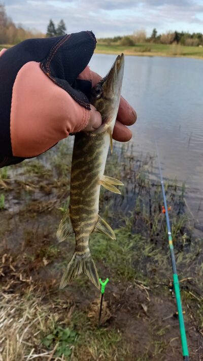 Lydeka, 0,1 kg — Vėjinės
