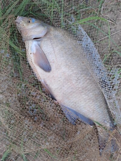 Karšis, 1,7 kg — Nemunas