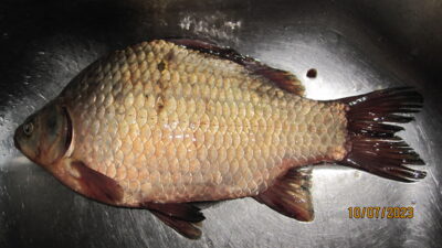Sidabrinis karosas, 0,8 kg — Pakumulšių I-asis